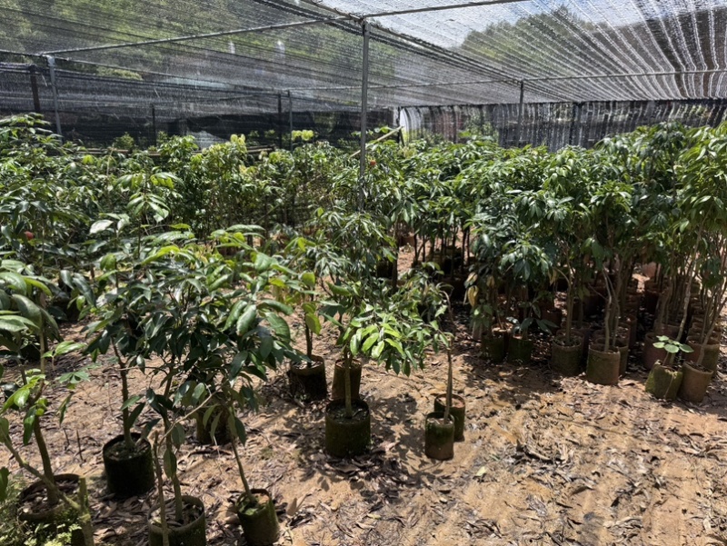 精品荔枝树果苗