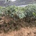精品荔枝树果苗