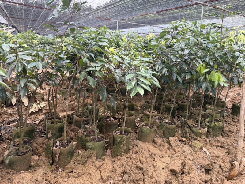 精品荔枝树果苗