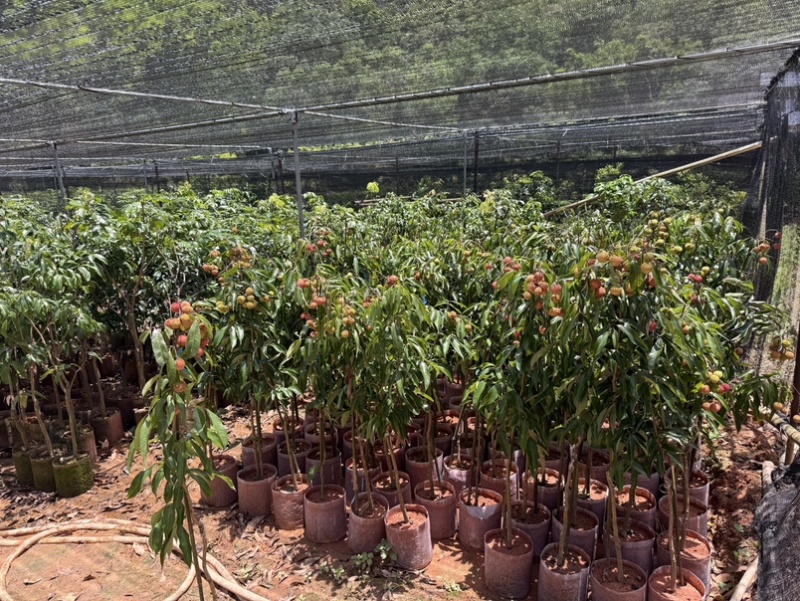 精品荔枝树果苗