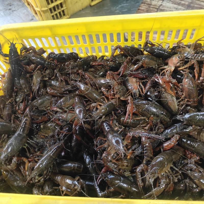 精品鲜活小龙虾（潜江）