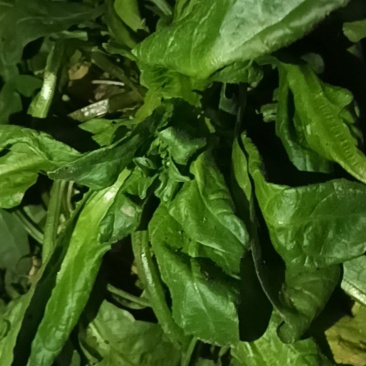 荠荠菜
