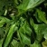 荠荠菜