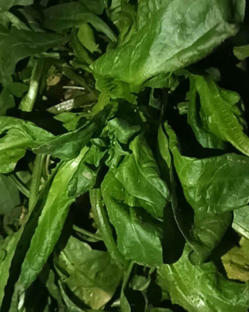 荠荠菜