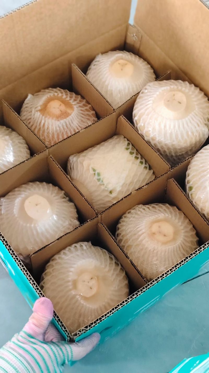 海南青椰，黄金椰，椰子水，干毛椰，也蛋，批发，代发