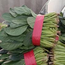 大叶菠菜千亩基地产地直发