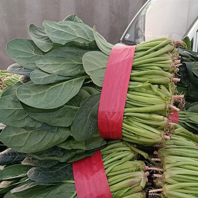 大叶菠菜千亩基地产地直发