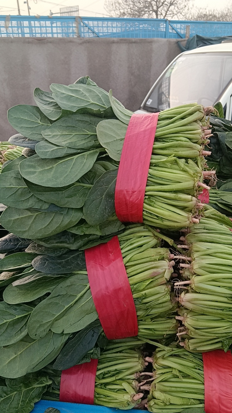 大叶菠菜千亩基地产地直发
