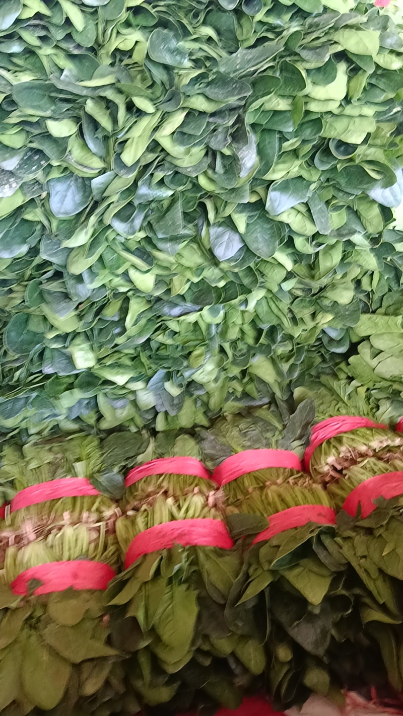 大叶菠菜千亩基地产地直发
