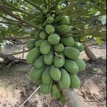 海南牛奶木瓜