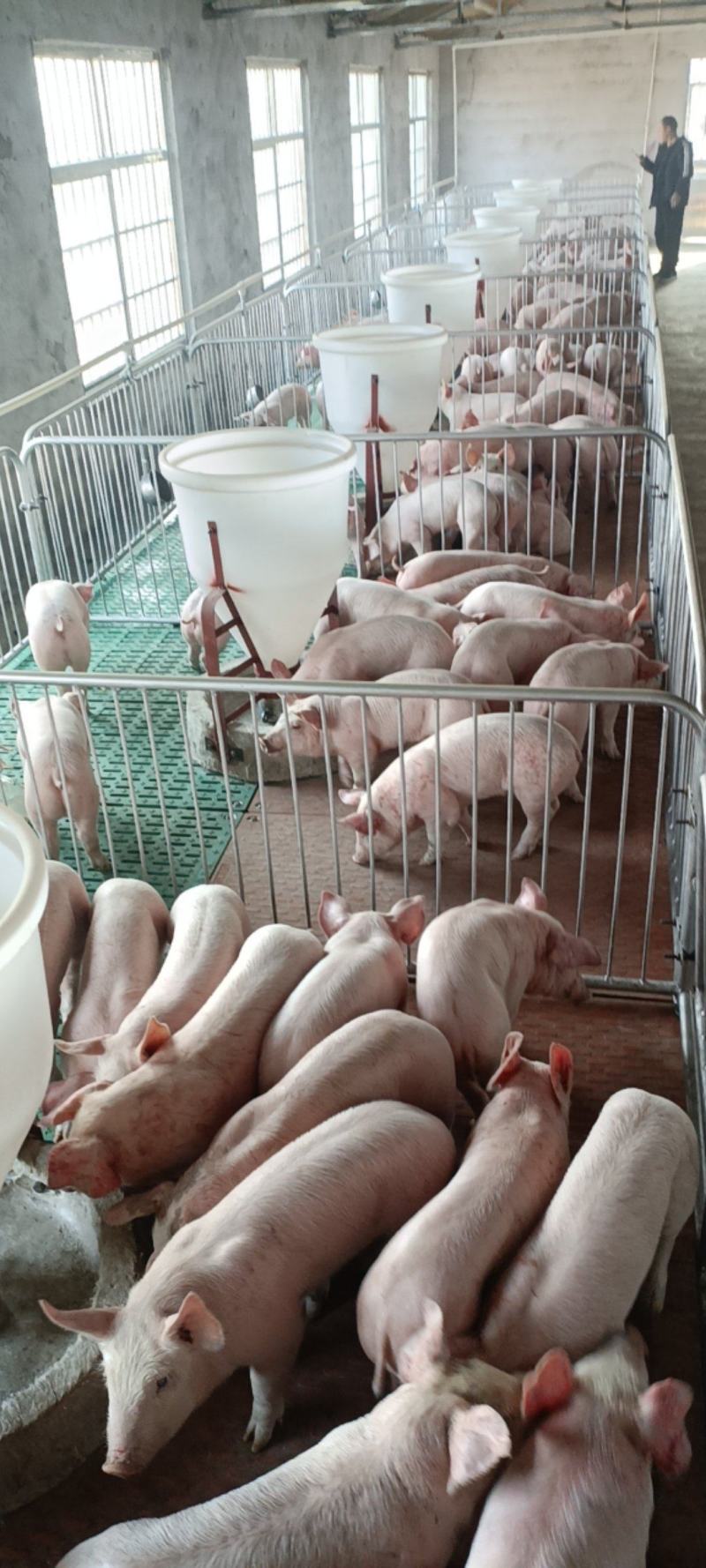 防疫严格放心选购长势快耐运输抗病强好饲养来人挑猪送猪到家