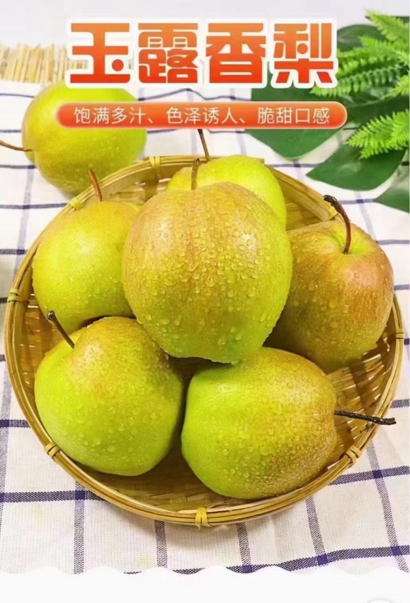 隰县玉露香梨