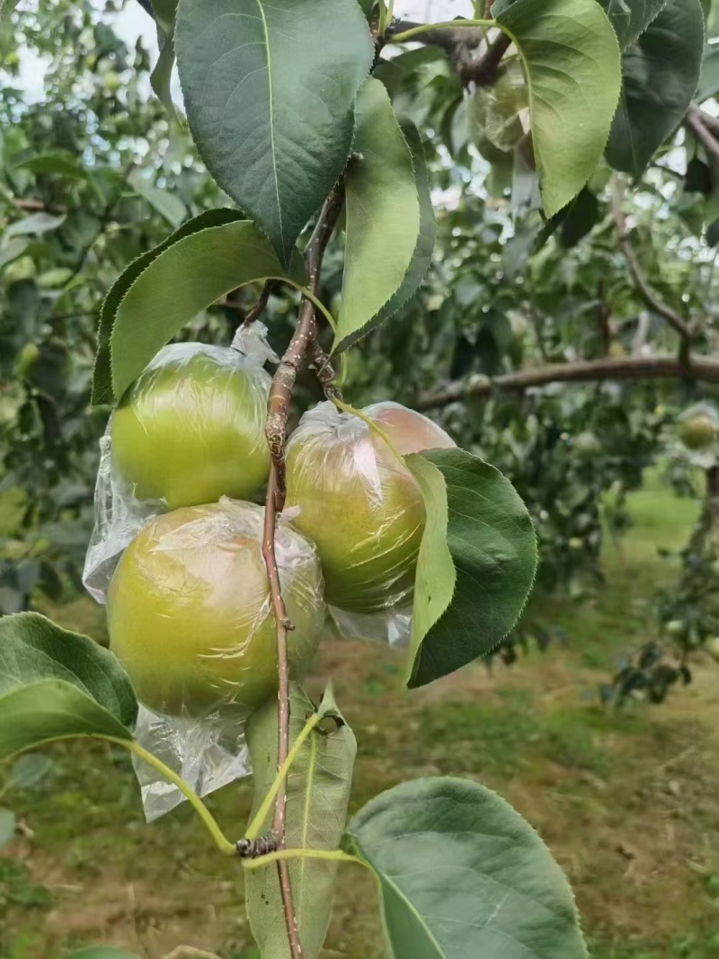隰县玉露香梨