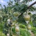 隰县玉露香梨