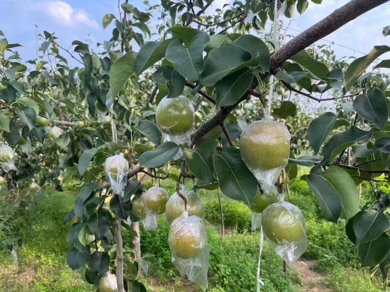 隰县玉露香梨