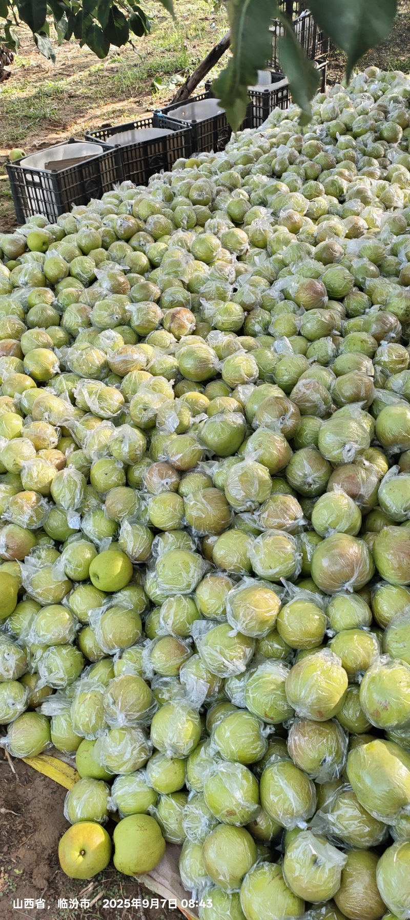 隰县玉露香梨