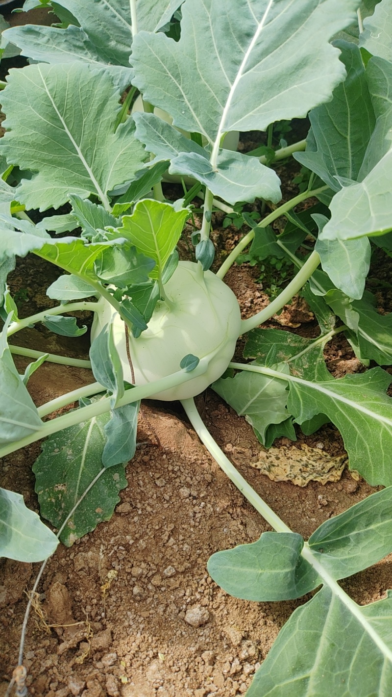 少量上市