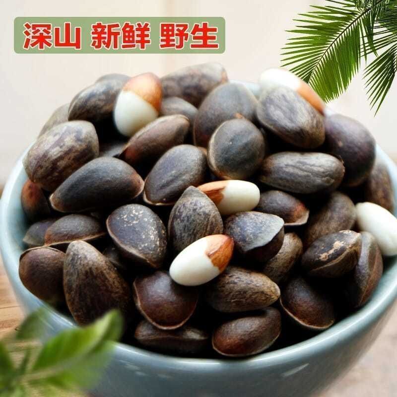 四季买一送一东北松子树苗巴西松子树苗红松象牙松苗