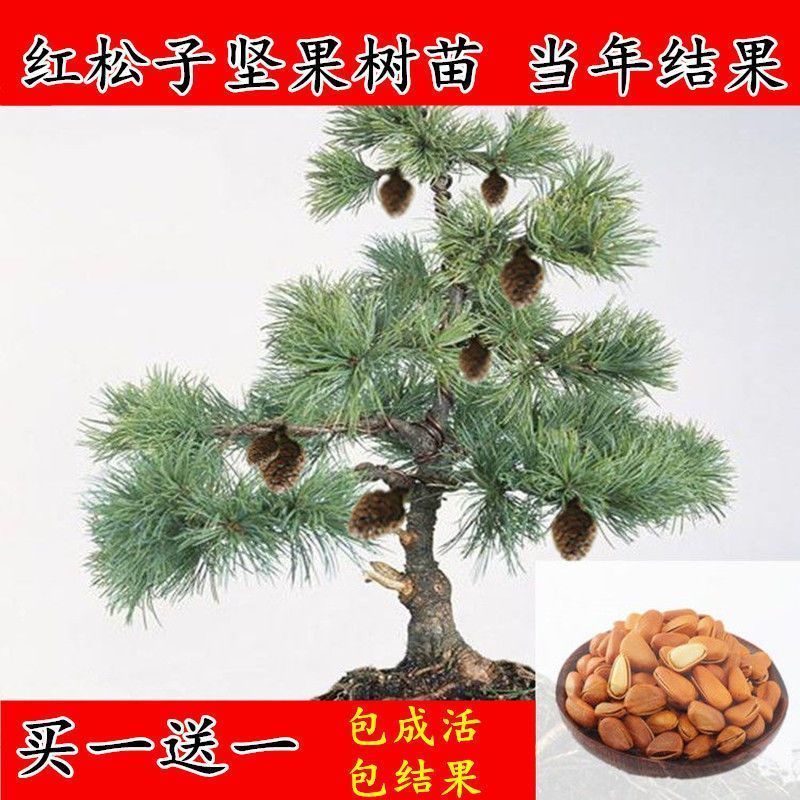 四季买一送一东北松子树苗巴西松子树苗红松象牙松苗