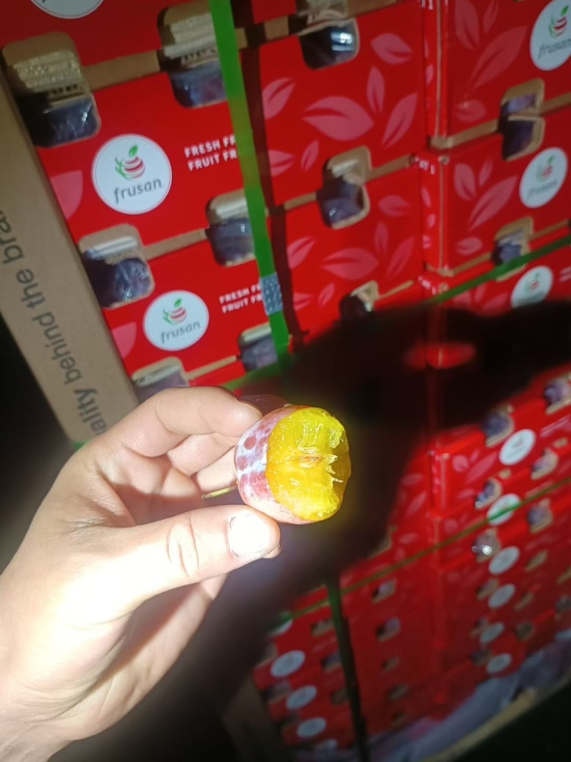 智利西梅江南市场一手货源质量稳定价格优势