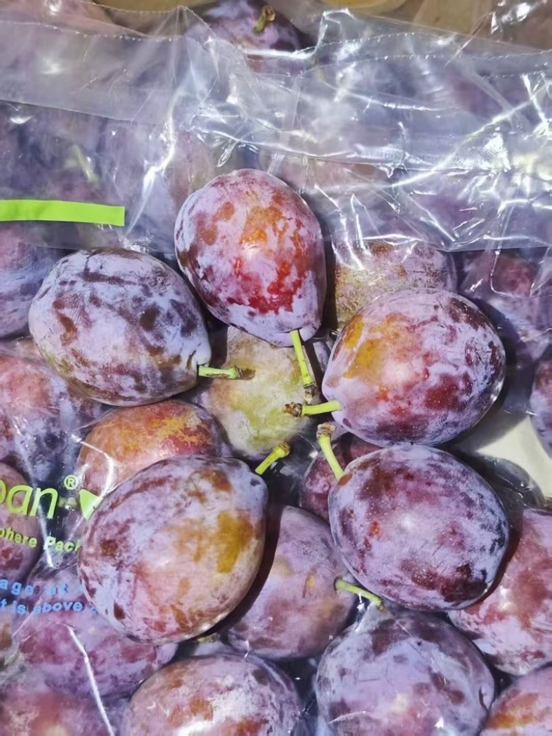 智利西梅江南市场一手货源质量稳定价格优势