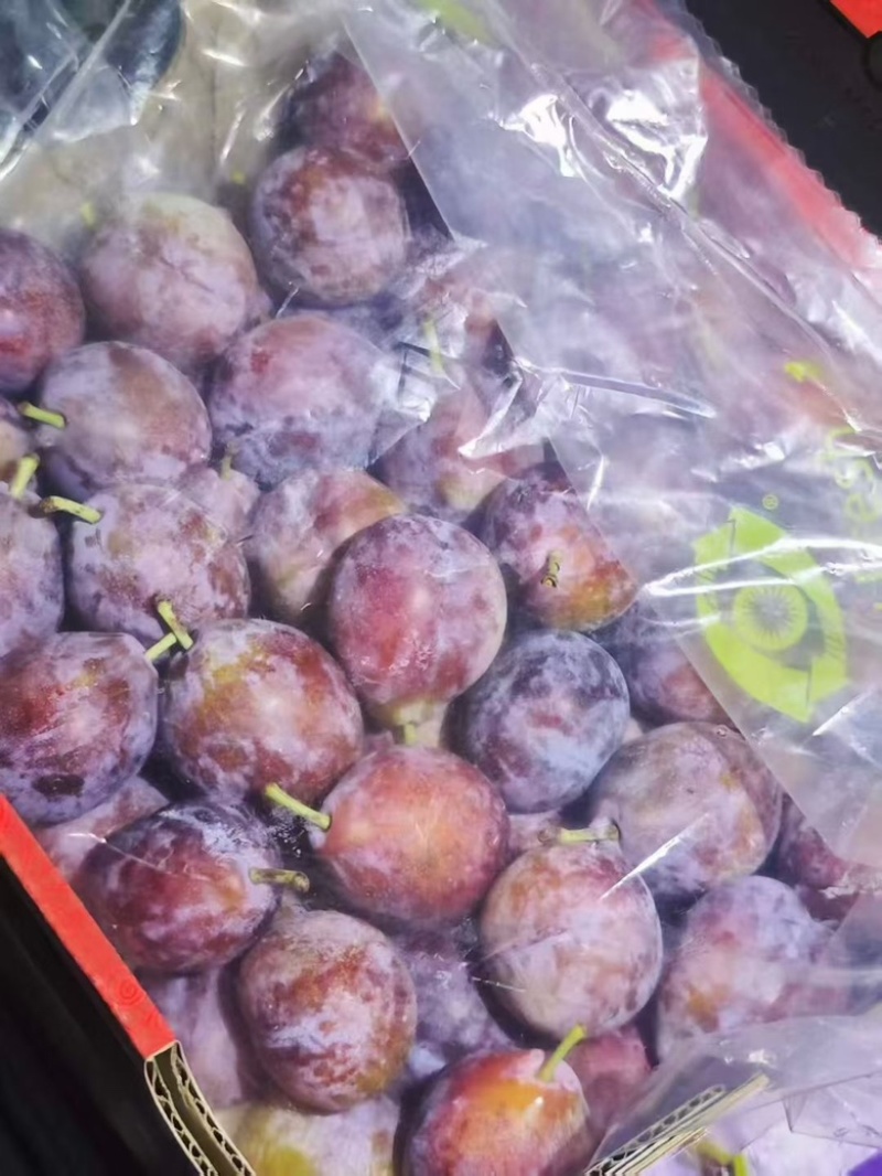 智利西梅江南市场一手货源质量稳定价格优势