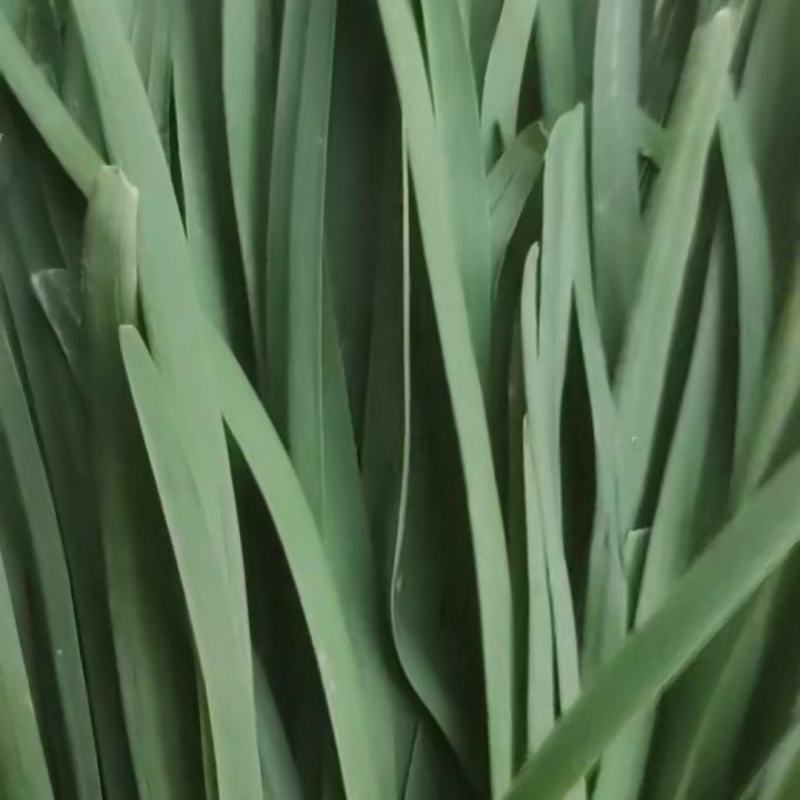 精品头茬韭菜黄河滩万亩无公害，只出精品，，