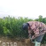 桔子苗，国庆蜜桔，大芬蜜桔，砂糖桔，由良蜜桔，碰柑