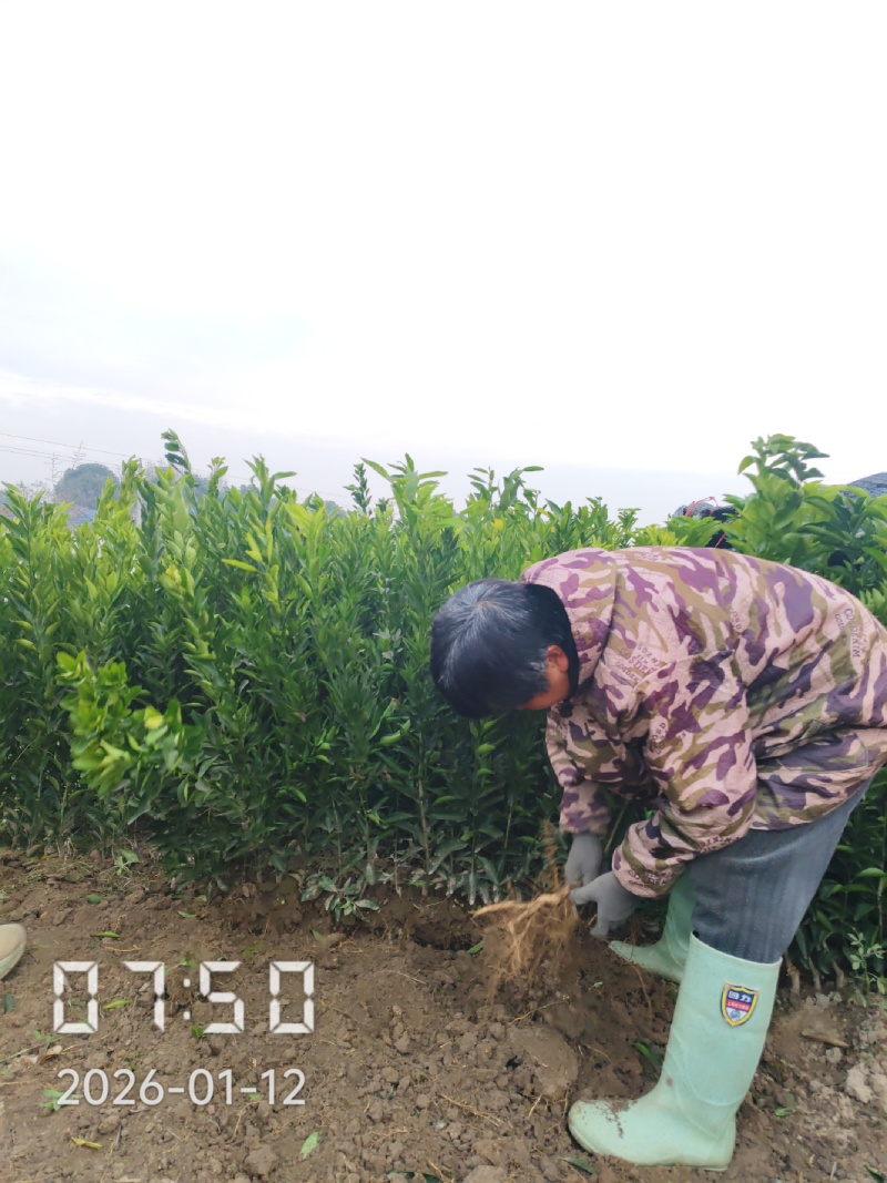 桔子苗，国庆蜜桔，大芬蜜桔，砂糖桔，由良蜜桔，碰柑