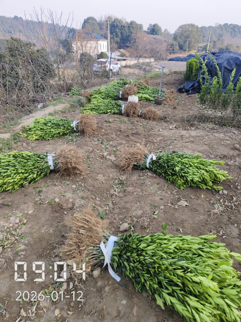桔子苗，国庆蜜桔，大芬蜜桔，砂糖桔，由良蜜桔，碰柑