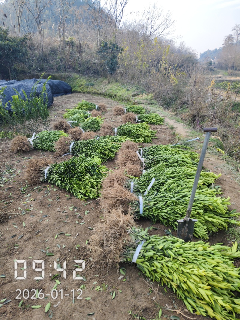 桔子苗，国庆蜜桔，大芬蜜桔，砂糖桔，由良蜜桔，碰柑