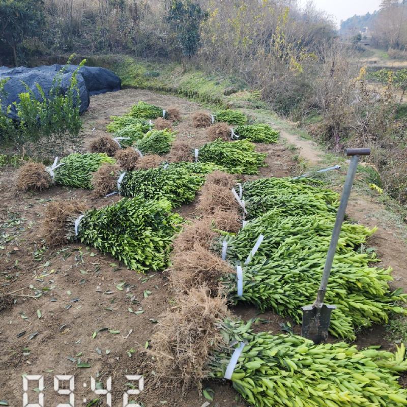 桔子苗，国庆蜜桔，大芬蜜桔，砂糖桔，由良蜜桔，碰柑