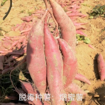 脱毒红薯种薯！高产，口感纯正，基地直发！