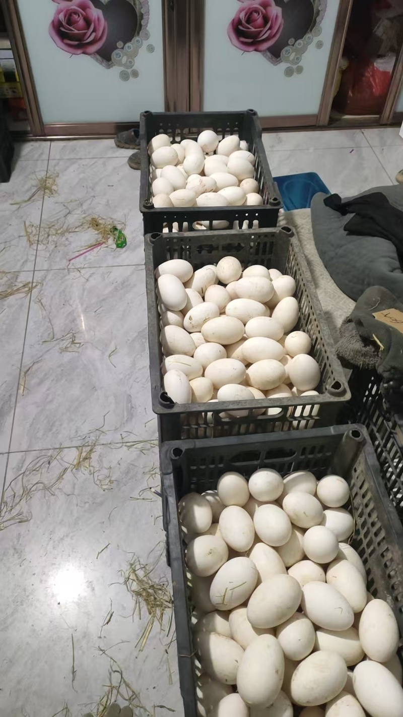 新鲜27斤大个鹅蛋