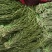 楚雄贡菜干