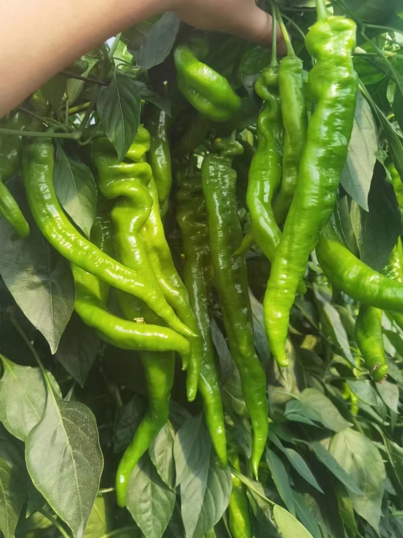 螺丝椒陇椒，圆椒太空椒，二级货大量有货