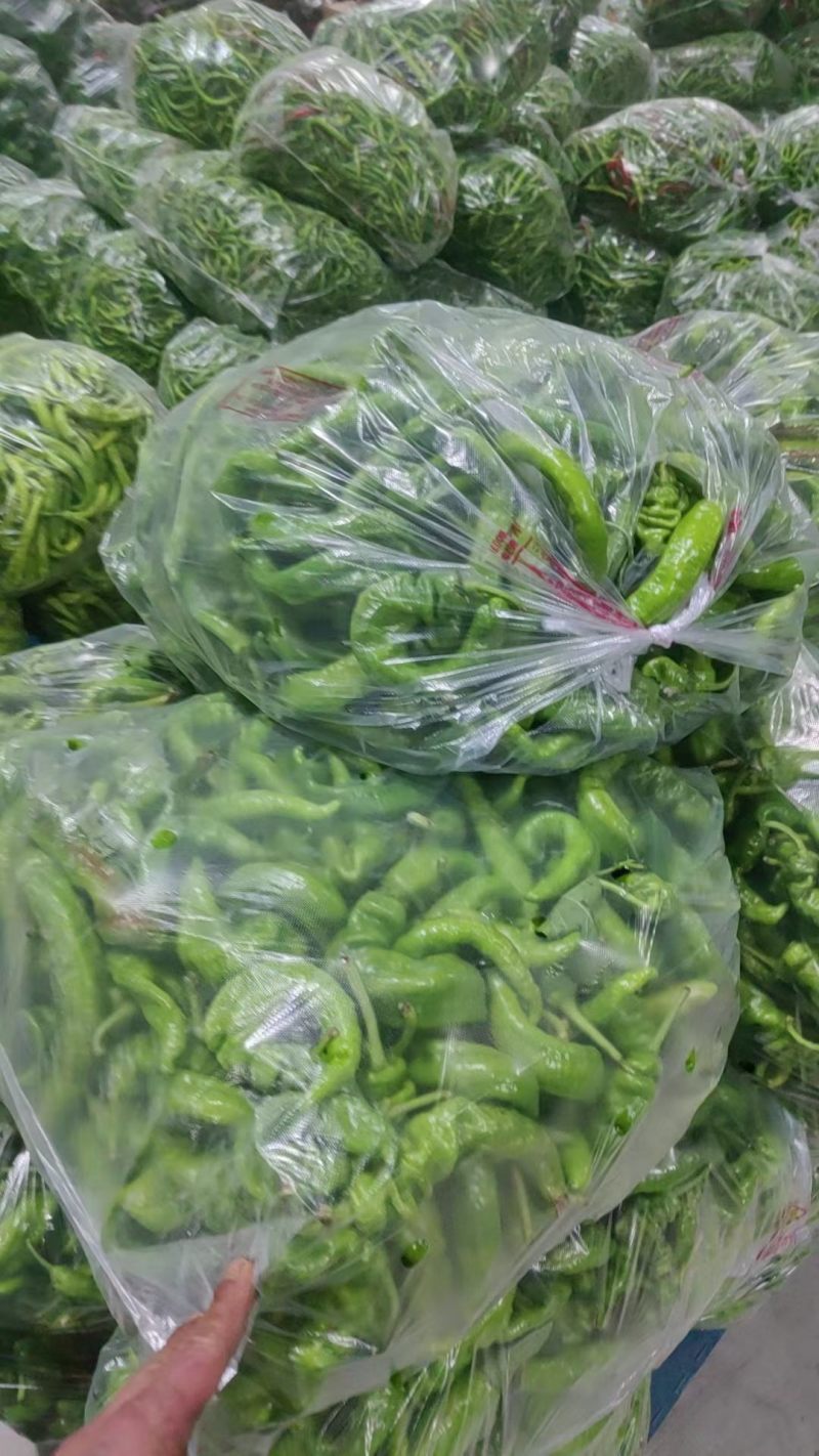 螺丝椒陇椒，圆椒太空椒，二级货大量有货