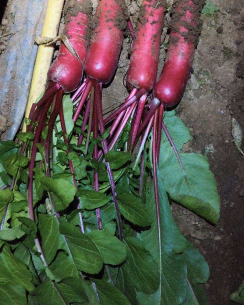 山东临沂莒南红皮水萝卜