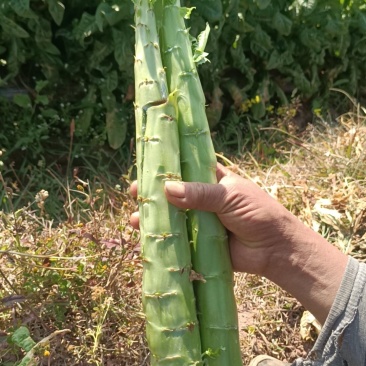 三清(蔬菜)