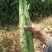 三清(蔬菜)