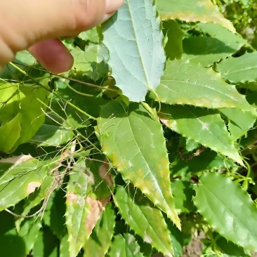 淫羊藿