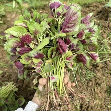 红叶苋菜种子阳台盆栽圆叶红苋菜种籽大叶花红苋菜