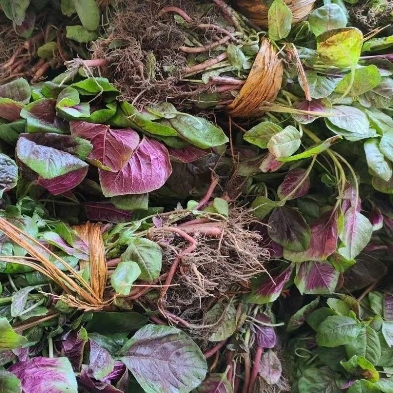 红叶苋菜种子阳台盆栽圆叶红苋菜种籽大叶花红苋菜