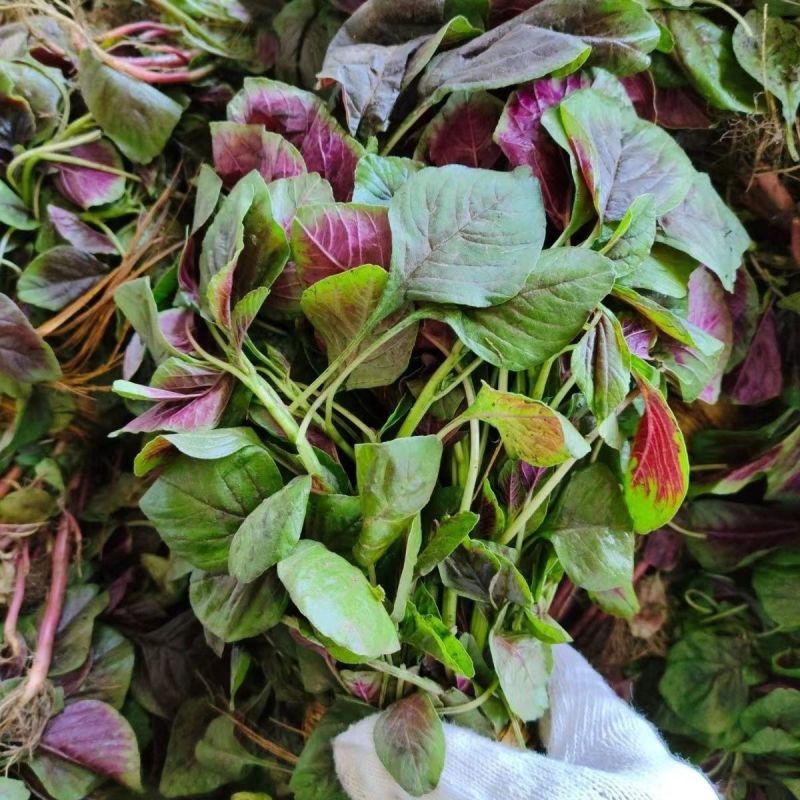 红叶苋菜种子阳台盆栽圆叶红苋菜种籽大叶花红苋菜
