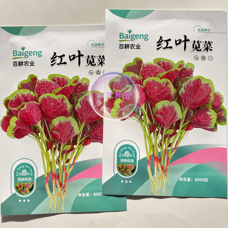 红叶苋菜种子阳台盆栽圆叶红苋菜种籽大叶花红苋菜