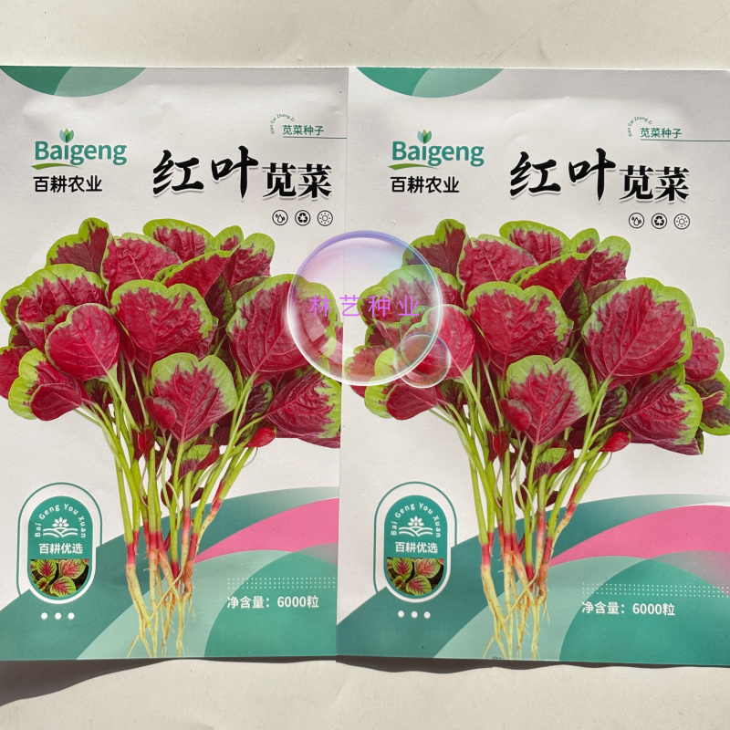 红叶苋菜种子阳台盆栽圆叶红苋菜种籽大叶花红苋菜