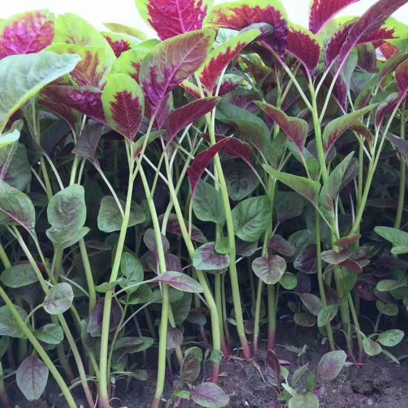 红叶苋菜种子阳台盆栽圆叶红苋菜种籽大叶花红苋菜