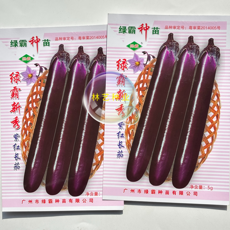 绿霸新秀紫红长茄种子中早熟肉白色果皮深紫红色头尾匀称长茄