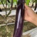 绿霸天龙100紫红长茄种子中晚熟长条型深紫红长茄子