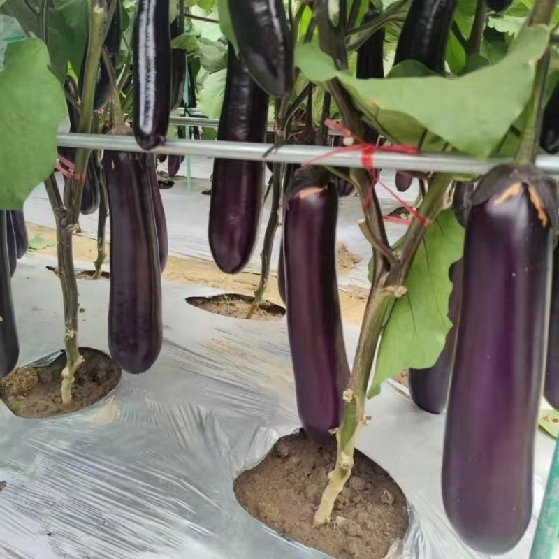 绿霸天龙100紫红长茄种子中晚熟长条型深紫红长茄子